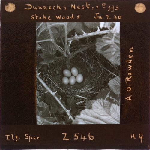 Dunnock's Nest and Eggs, Stoke Woods
