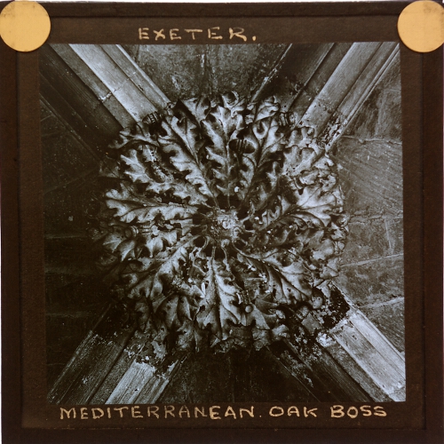Mediterranean Oak Boss, Exeter