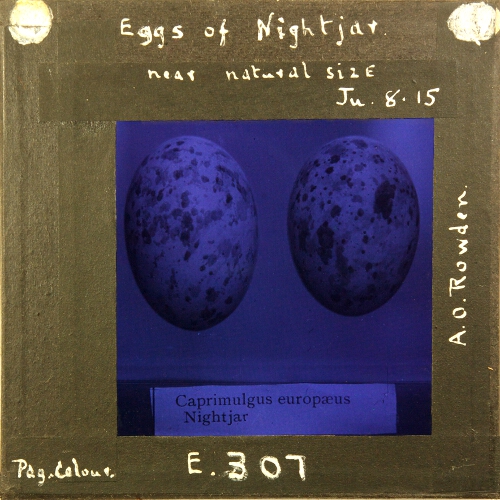 Eggs of Nightjar, near natural size