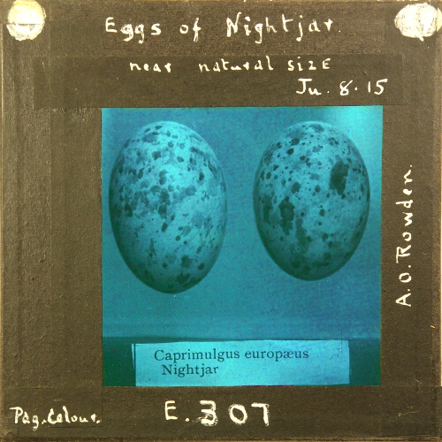 Eggs of Nightjar, near natural size – secondary view of slide
