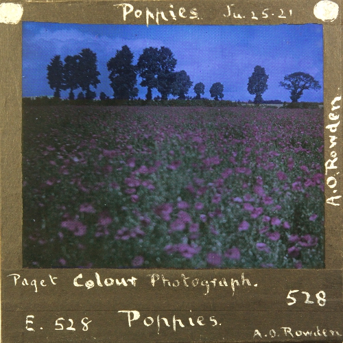 Poppies – secondary view of slide