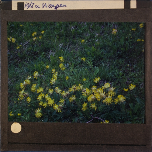 Alpine plant with yellow flowers, Wengen