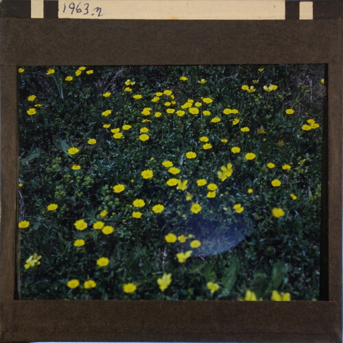 Unidentified plant with yellow flowers