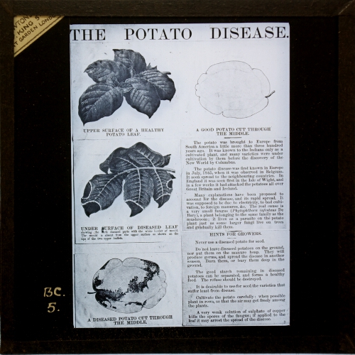 Sections of diseased and healthy Potatoes, and surfaces of diseased and healthy leaves