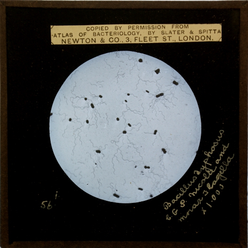 Bacillus Typhosus. C.G.P. Nicolle and Morax, Flagella x 1,000