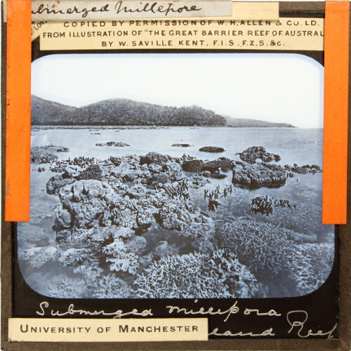 Plate X, No. 1. Submerged Millepora Island's Reef