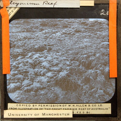 Plate XIX Alcyonarian Reef, Thursday Island, No. 1