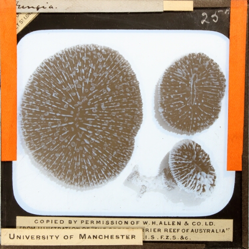 Plate XXIII. Mushroom Corals Fungia Crassitentaculata, Contracted and Young Attached, Conditions
