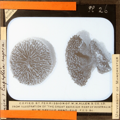 Plate XXIV, No. 2. Mushroom Corals, fully expanded