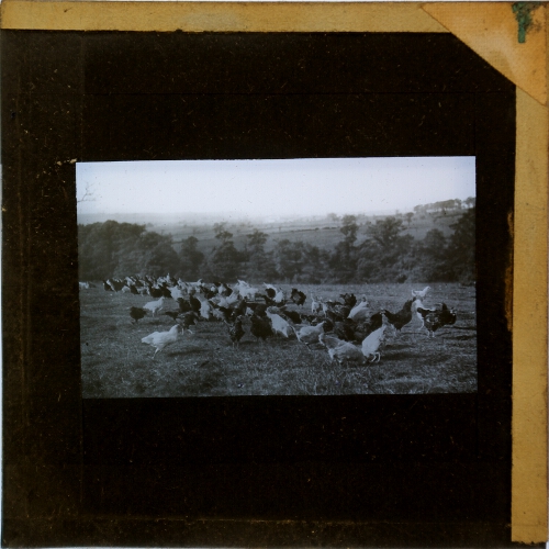 Flock of chickens in field