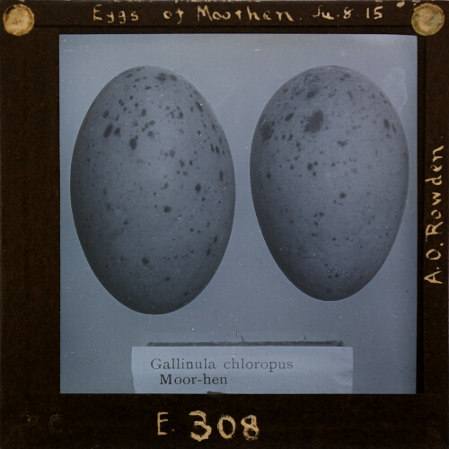 Eggs of Moorhen
