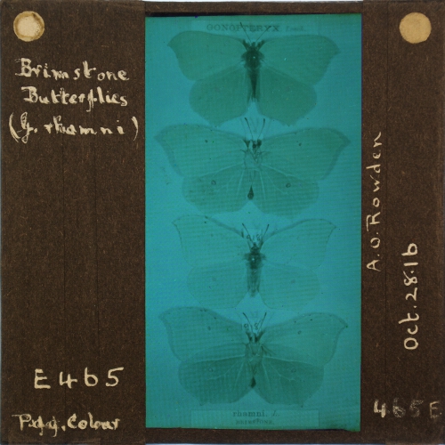 Brimstone butterflies – secondary view of slide