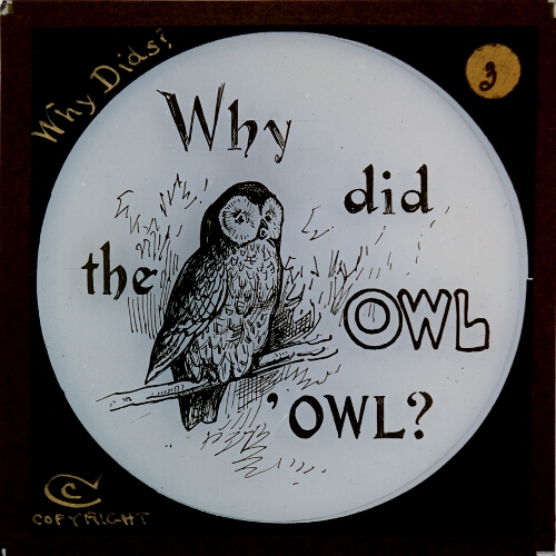 Why did the owl 'owl?