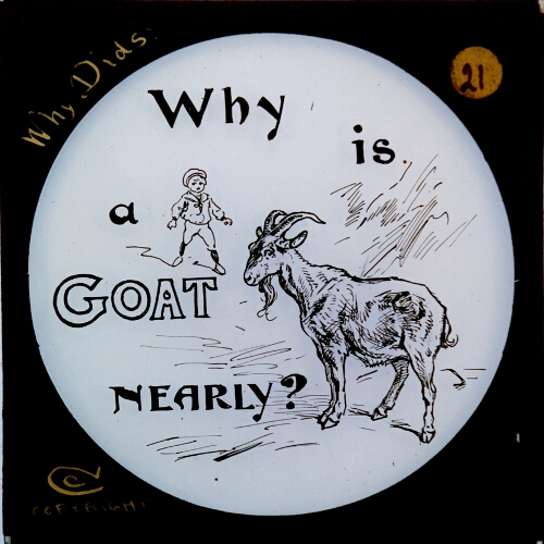 Why is a goat nearly?