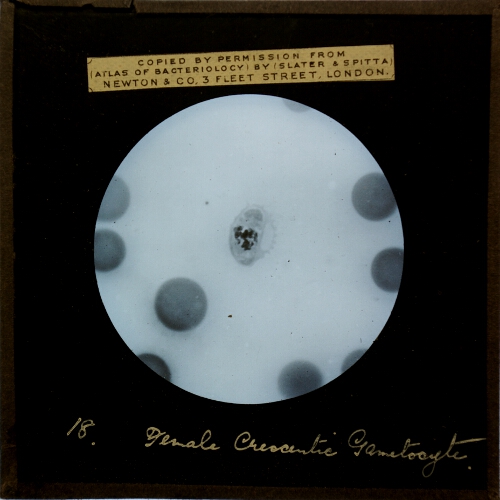 Female Crescentic Gametocyte, X 1,000