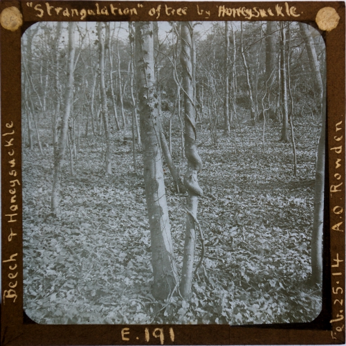 'Strangulation' of tree by Honeysuckle