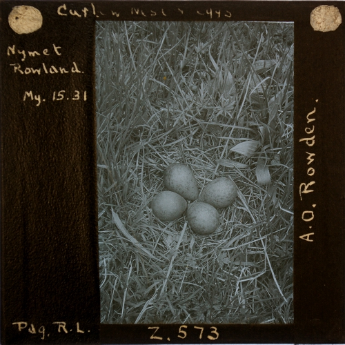 Curlew Nest and Eggs