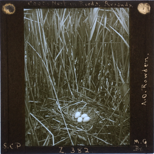 Coot's Nest in Reeds, Beesands