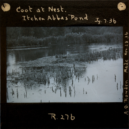 Coot at Nest, Itchen Abbas Pond