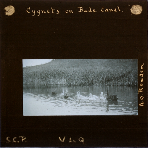 Cygnets on Bude Canal