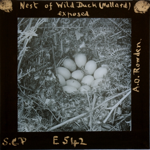 Nest of Wild Duck (Mallard), exposed