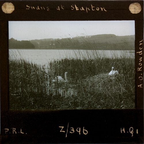 Swans at Slapton