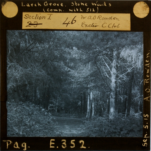Larch Grove, Stoke Woods