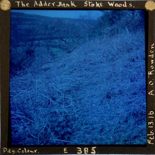 The Adder Bank, Stoke Woods – secondary view of slide