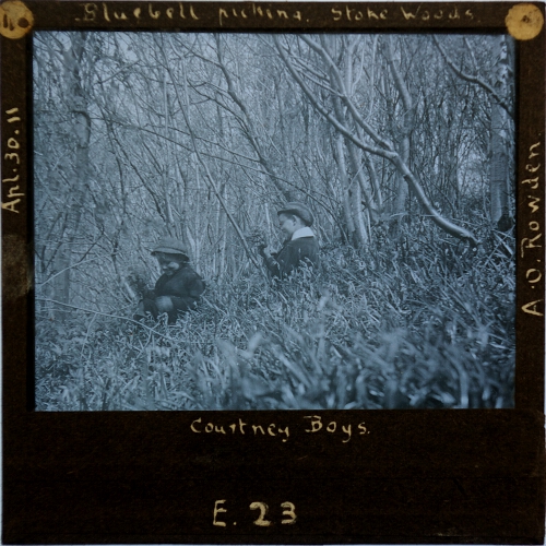 Bluebell picking, Stoke Woods -- Courtney Boys