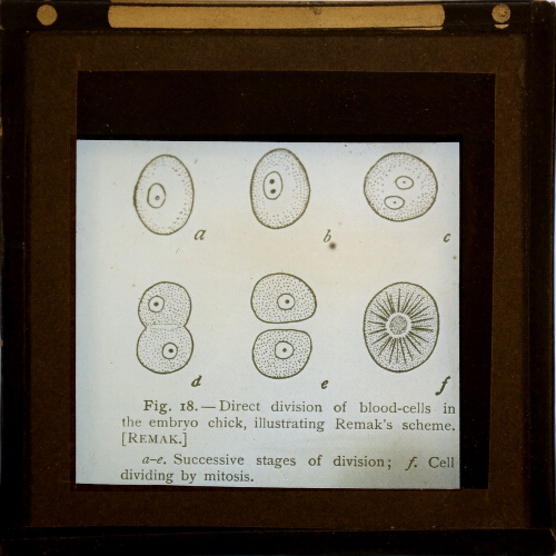 Direct division of blood-cells in the embryo chick