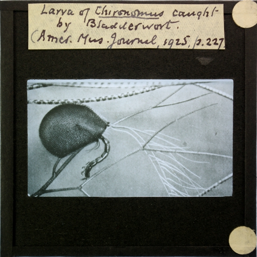 Larva of Chironomus caught by Bladderwort