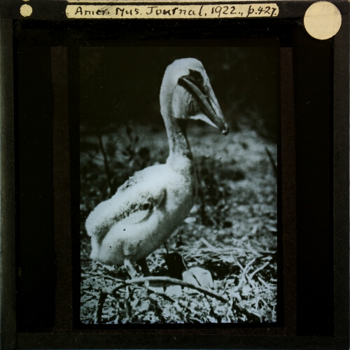 Young pelican, Texas