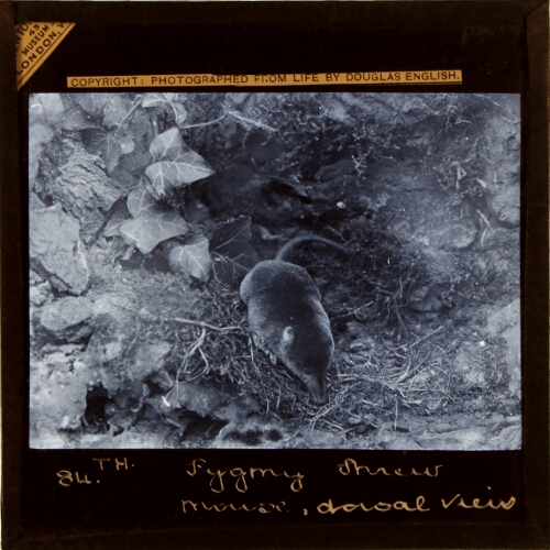 Pygmy Shrew Mouse (Sorex minutus) dorsal view
