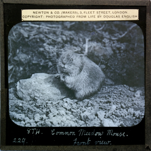 Common Meadow Mouse (Microlus agrestis), front view