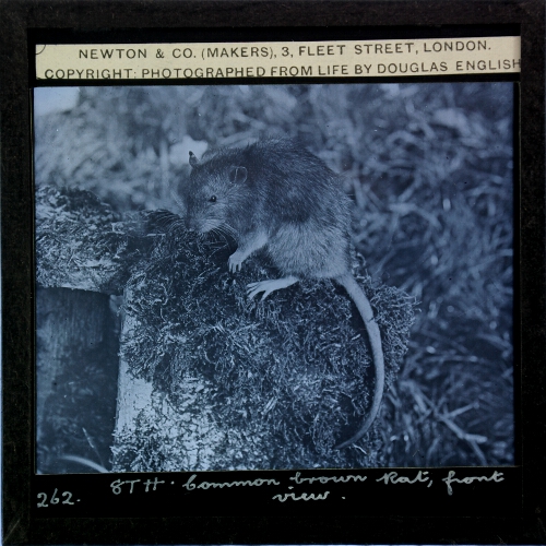 Common Brown Rat (Mus decumanus), front view