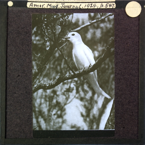 Fairy Tern (L. alba)