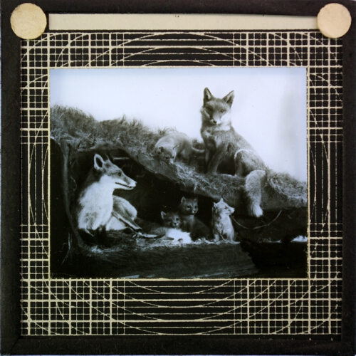 Display showing family of foxes