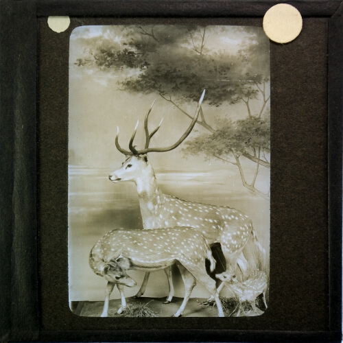 Display showing family of deer