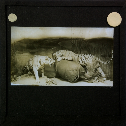 Display showing pair of tigers attacking another animal