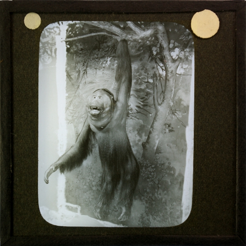 Display showing orangutan