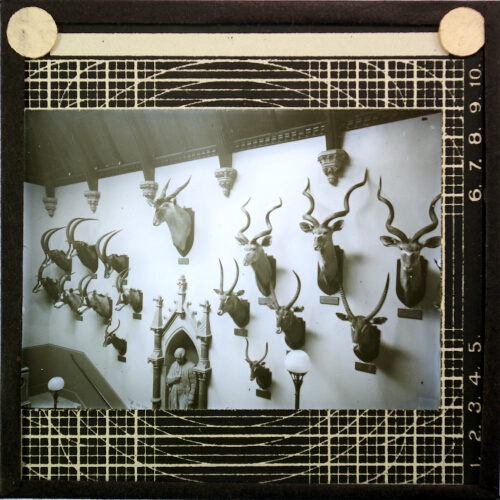 Display of antelope heads on main staircase