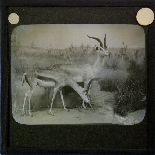 Display showing pair of antelopes