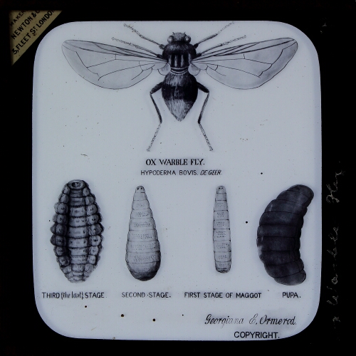 OX WARBLE FLY. Hypoderma bovis. First Stage of Maggot, Second Stage, Third Stage, Pupa, and Perfect Fly