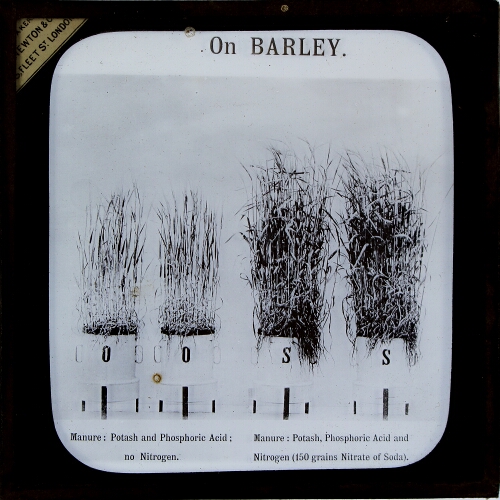 Barley. Experiment with and without Nitrogenous Manures