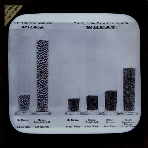 Peas and Wheat. Yield of Experiments, with and without various manures
