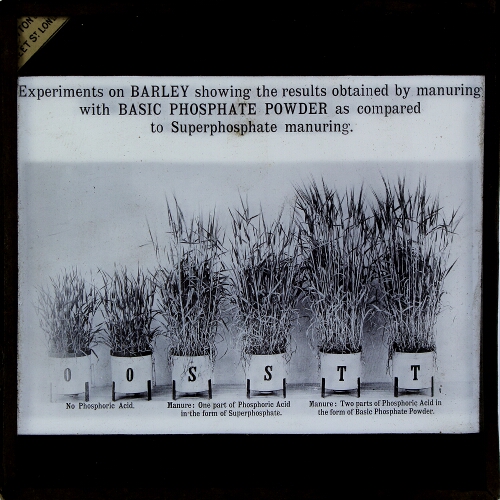 Barley. Experiments with and without Superphosphate and Phosphate Powder