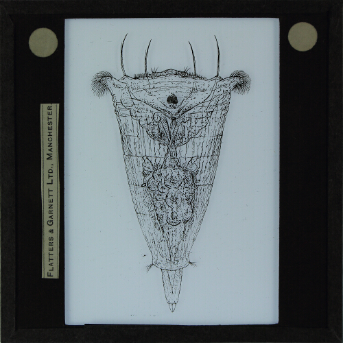 Drawing of unidentified species of rotifera