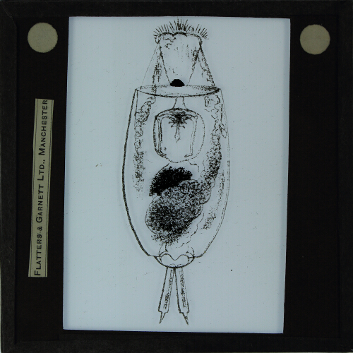 Drawing of unidentified species of rotifera