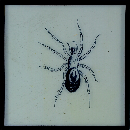 Drawing of unidentified spider
