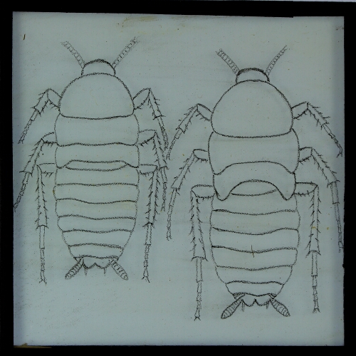 Drawing of two unidentified beetle larvae